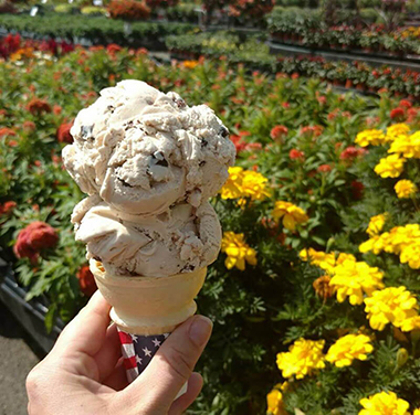Ice_cream_cone_flowers